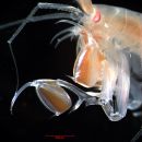 Eusirus holmii (hi-res).jpg